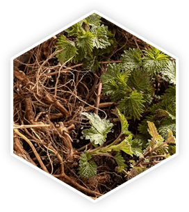 Nettle Root ingredient